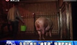 人交配视频,人交配行为深度解析